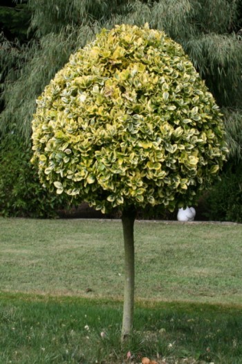 Бруслина форчуна куля на штамбі | Бересклет форчуна шар на штамбе | Euonymus fortunei ball on shtambe